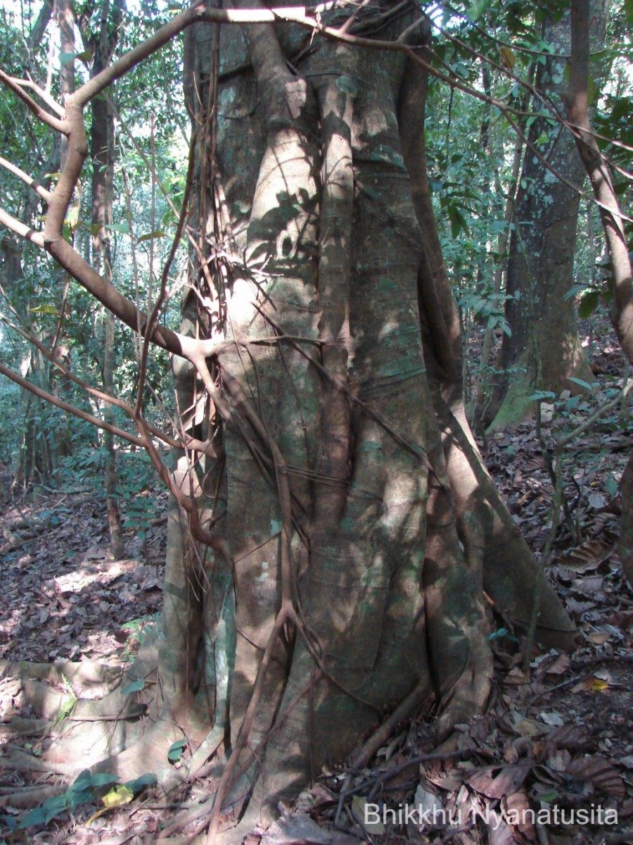 Ficus drupacea Thunb.